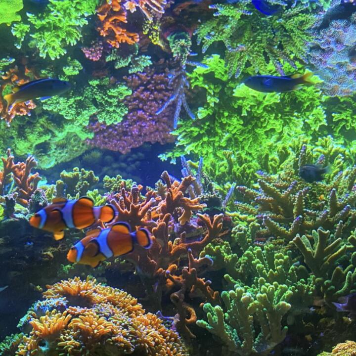 Kraken Corals 5 star review on 25th November 2021