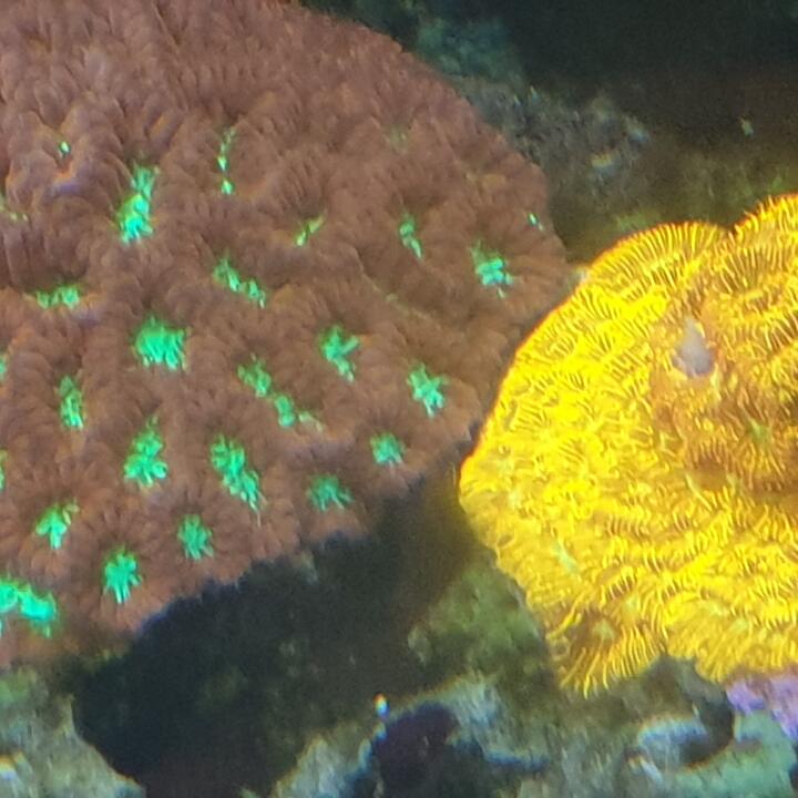Kraken Corals 5 star review on 11th September 2023