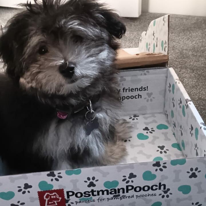 Postman Pooch 5 star review on 19th October 2023