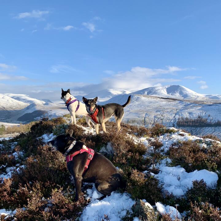 Mountain Dog 5 star review on 11th February 2024