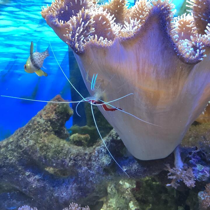 Kraken Corals 5 star review on 31st August 2021