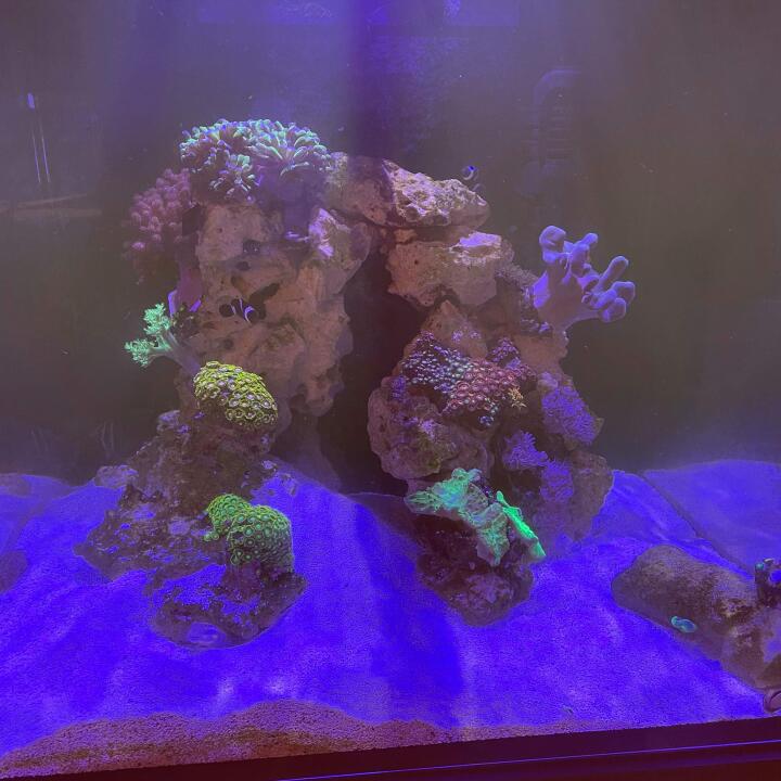 Kraken Corals 5 star review on 6th March 2021