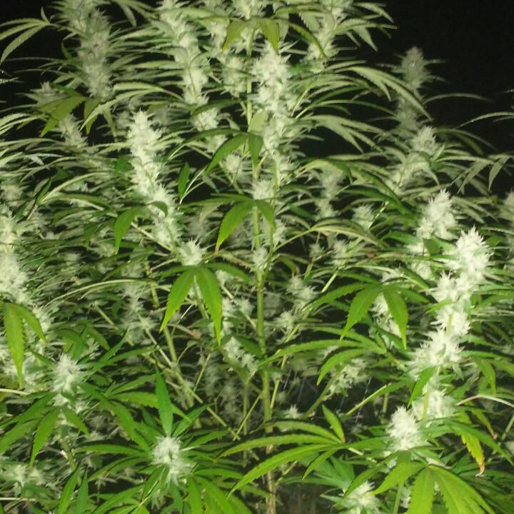 WeedSeedsExpress 5 star review on 3rd May 2024