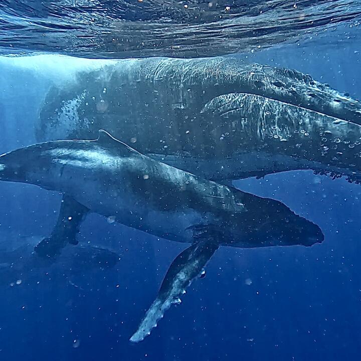 Humpback Swims 5 star review on 4th September 2023
