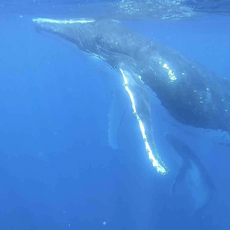Humpback Swims 5 star review on 12th October 2022