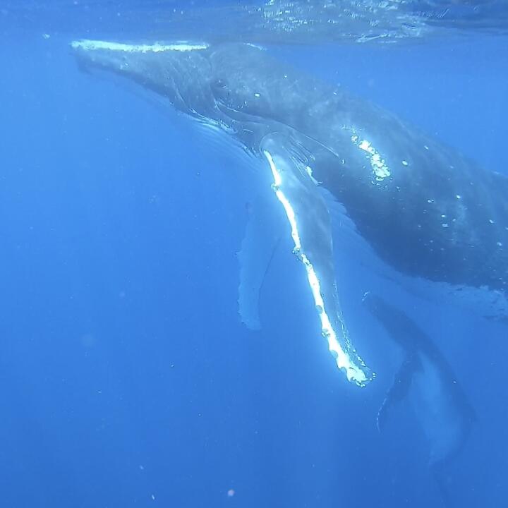 Humpback Swims 5 star review on 12th October 2022
