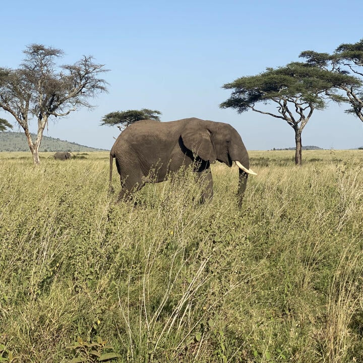 East Africa Wild Adventures Ltd 5 star review on 13th July 2022