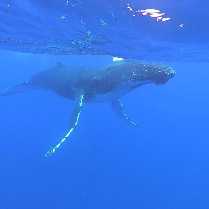 Humpback Swims 5 star review on 11th October 2022