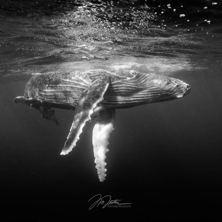 Humpback Swims 5 star review on 29th August 2023