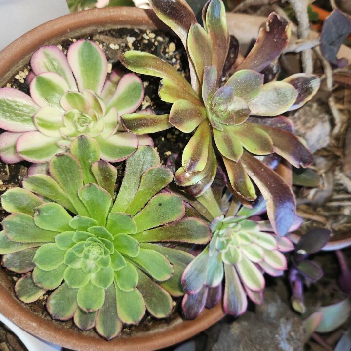 Succulents Depot 5 star review on 23rd April 2024