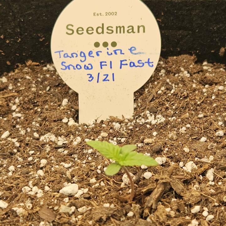 SEEDSMAN 5 star review on 28th March 2024