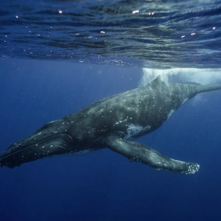 Humpback Swims 5 star review on 6th October 2022