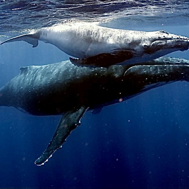 Humpback Swims 5 star review on 23rd September 2022