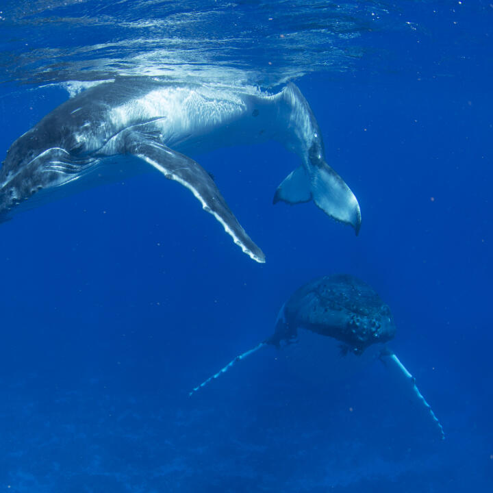 Humpback Swims 5 star review on 30th June 2023