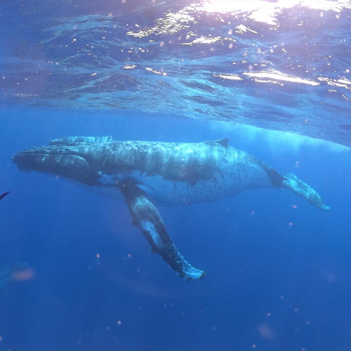 Humpback Swims 5 star review on 8th September 2023