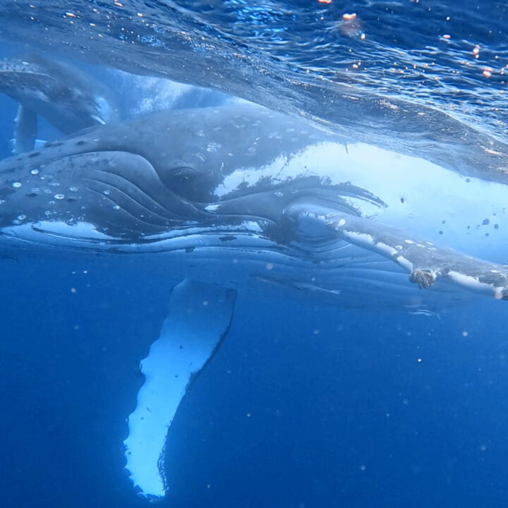 Humpback Swims 5 star review on 9th August 2023