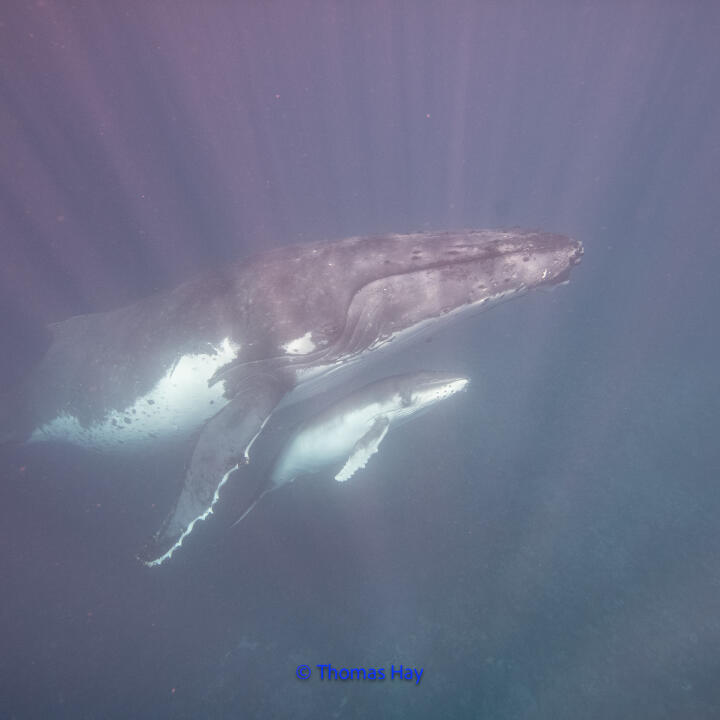 Humpback Swims 5 star review on 3rd August 2023