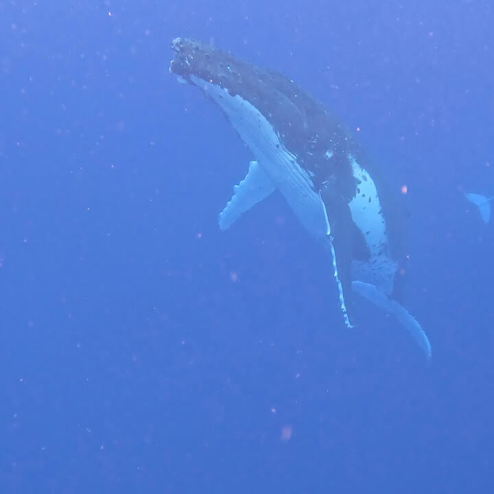 Humpback Swims 5 star review on 12th September 2023