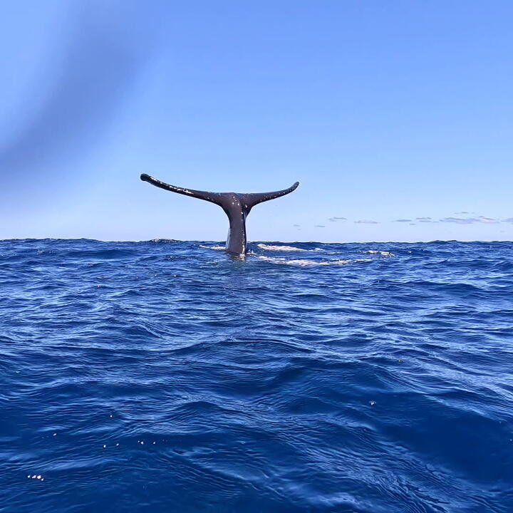 Humpback Swims 5 star review on 30th August 2023