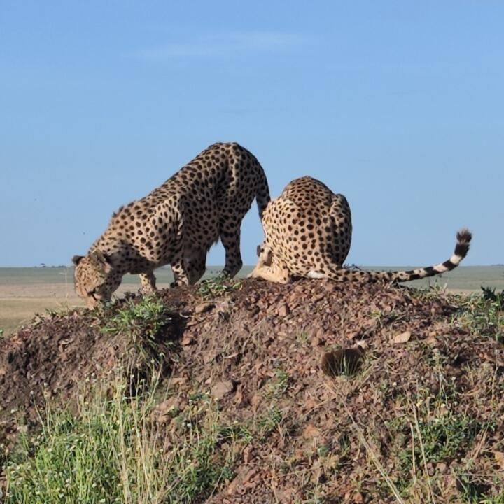 East Africa Wild Adventures Ltd 5 star review on 23rd October 2023