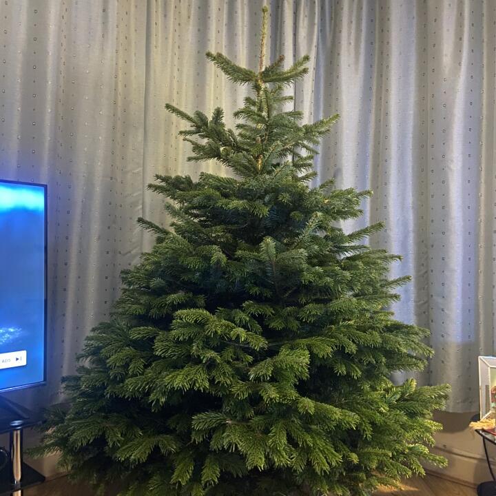 Christmas Trees Liverpool 5 star review on 17th December 2021