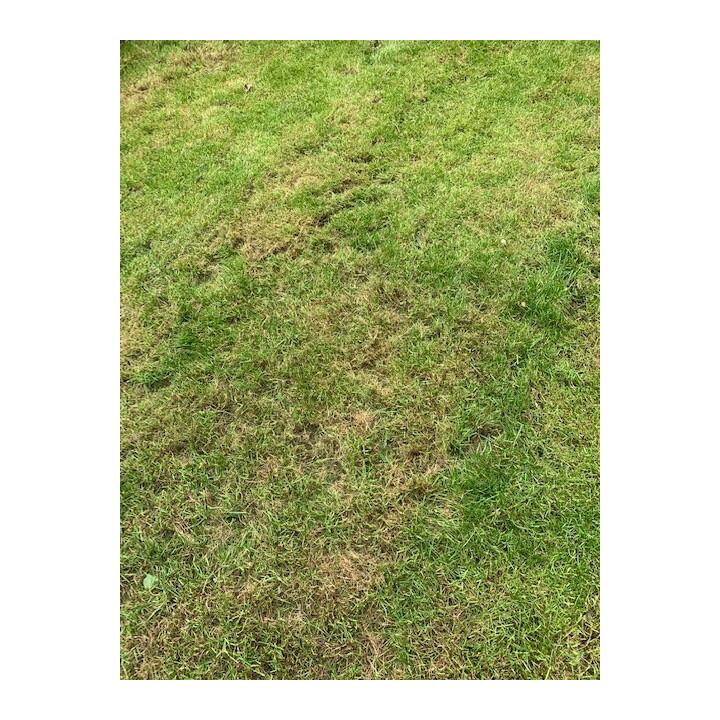 the lawn turf laying company 1 star review on 11th July 2020