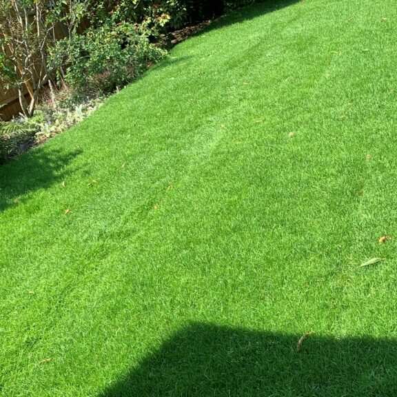 the lawn turf laying company 5 star review on 8th October 2022