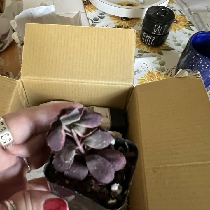 Succulents Depot 5 star review on 9th September 2023