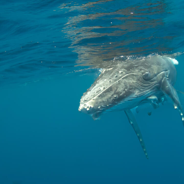 Humpback Swims 5 star review on 22nd September 2022