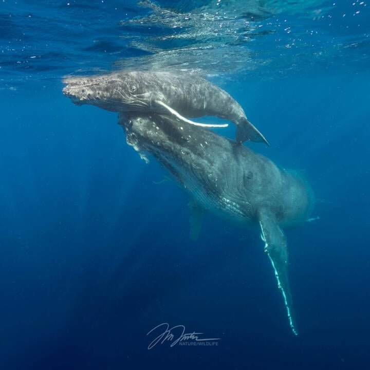 Humpback Swims 5 star review on 29th August 2023