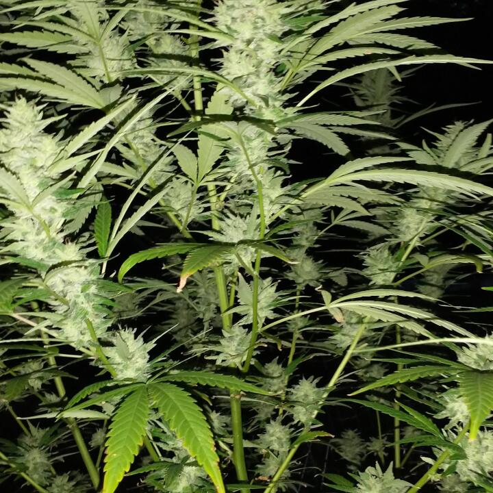 WeedSeedsExpress 5 star review on 3rd May 2024