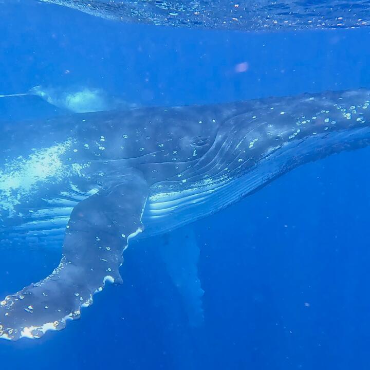 Humpback Swims 5 star review on 30th August 2023