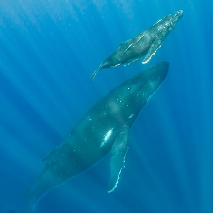 Humpback Swims 5 star review on 22nd September 2022