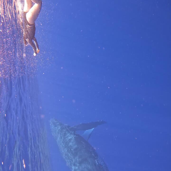 Humpback Swims 5 star review on 6th September 2023
