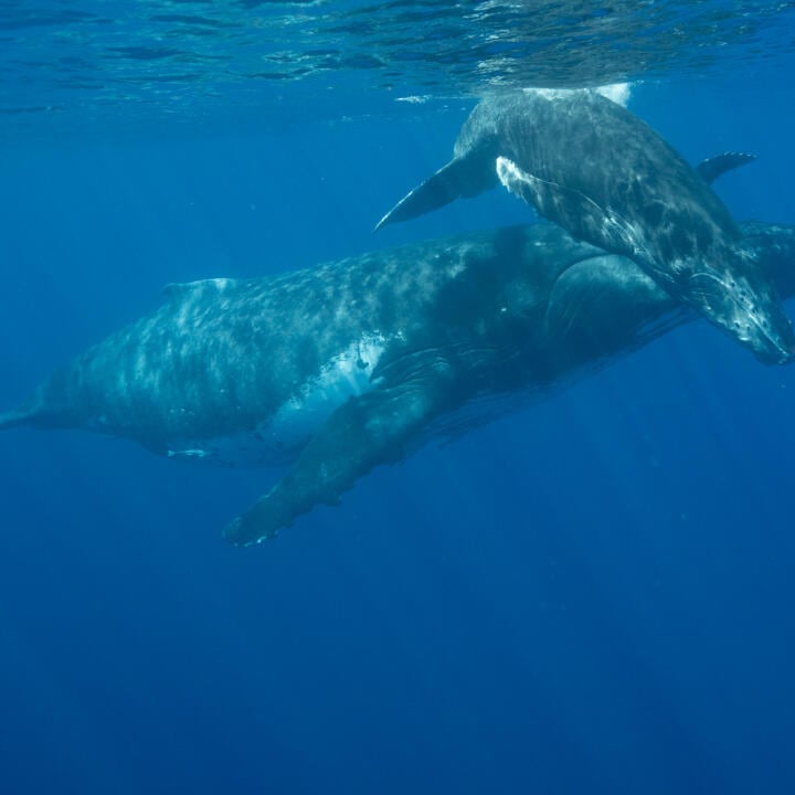 Humpback Swims 5 star review on 16th August 2023