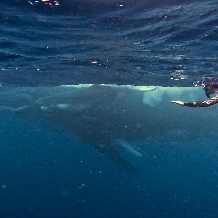 Humpback Swims 5 star review on 1st August 2023