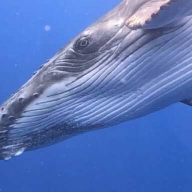Humpback Swims 5 star review on 11th September 2023