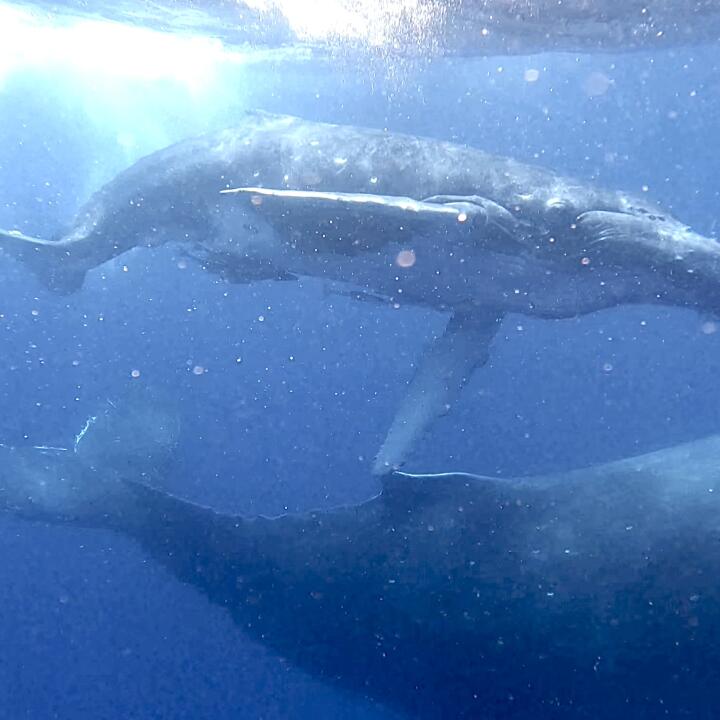 Humpback Swims 5 star review on 27th September 2022