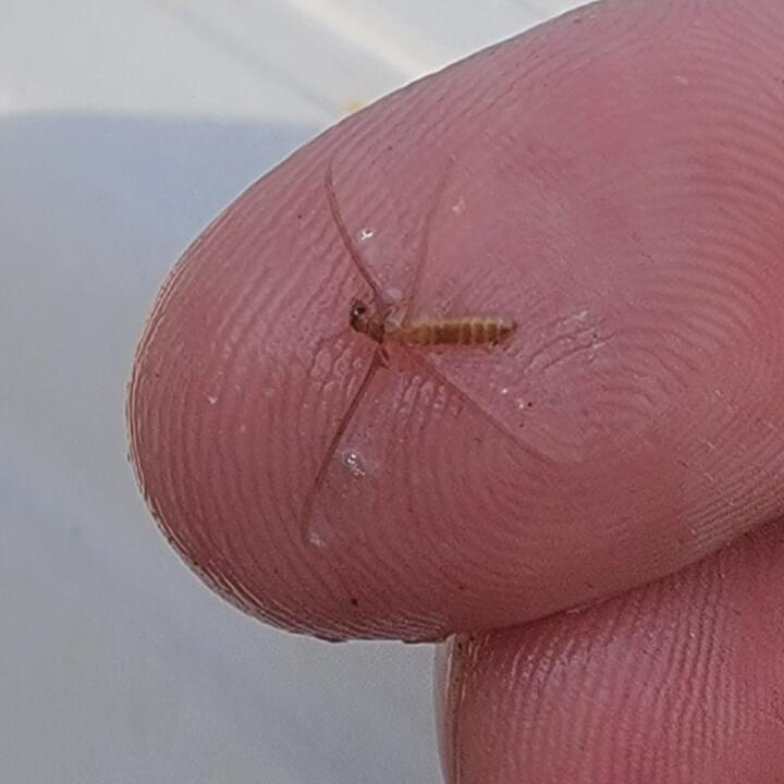 Imperial Pest Prevention Reviews Read 850 Genuine Customer Reviews