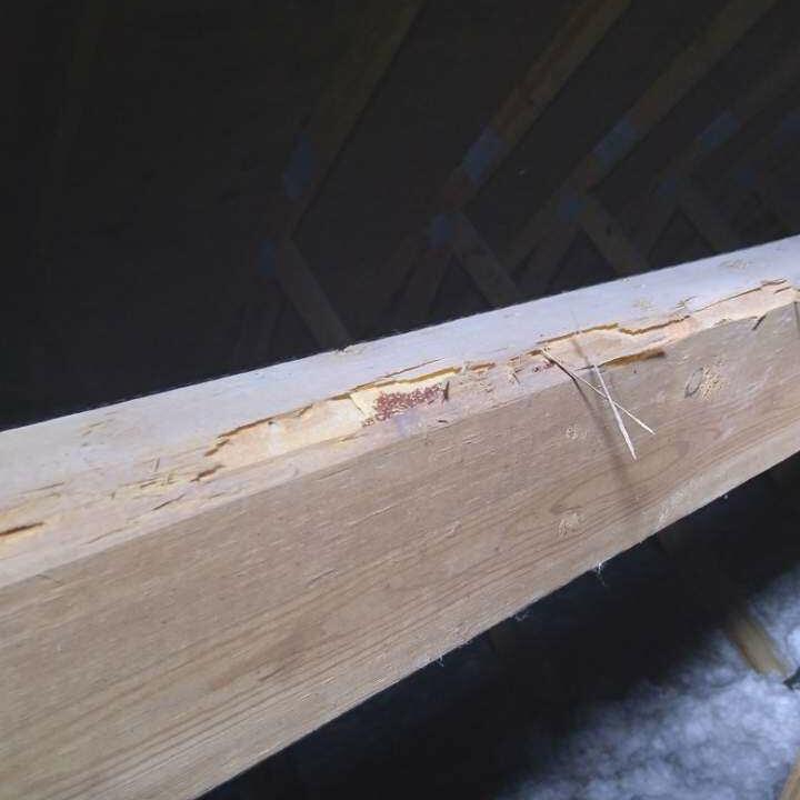 Imperial Pest Prevention Reviews Read 850 Genuine Customer Reviews