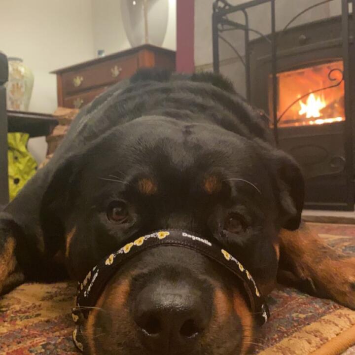 Dogmatic head collar deals reviews