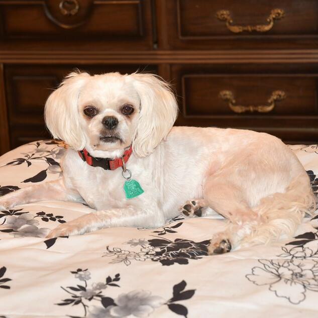 Chewy pet meds reviews 2025