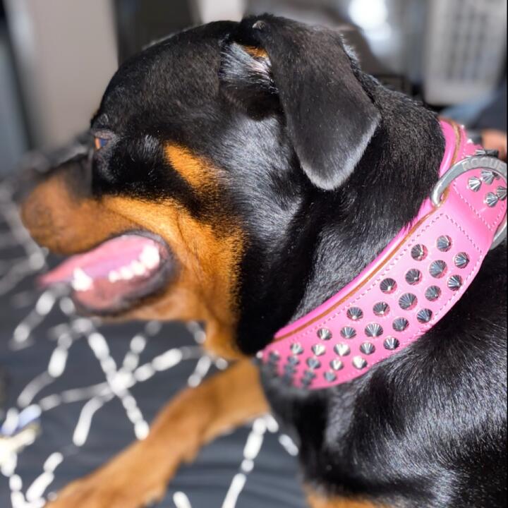 Rogue royalty dog 2024 collars