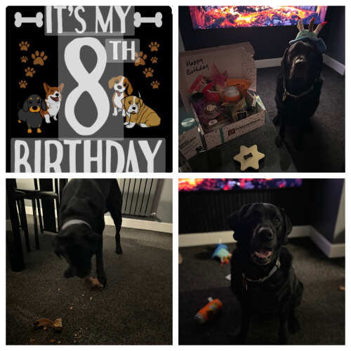 My Beautiful Black lab Ace loves all of his postman pooch boxes for his birthday & Christmas every year! Highly recommended :)
