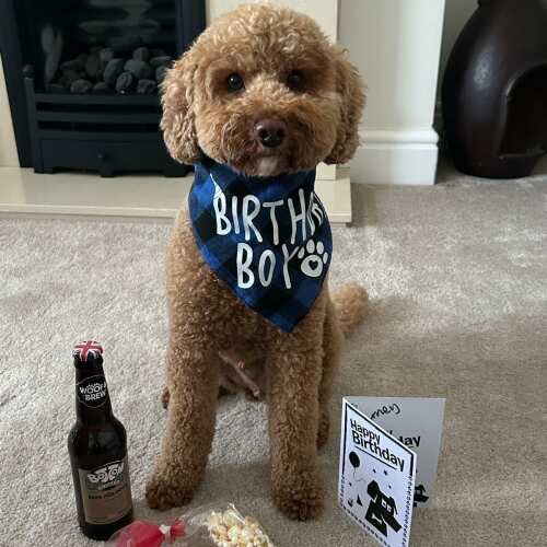 We ordered a birthday box for our cockapoo Barney. There were a couple of items missing but one email sorted it out and they arrived the day after. He was a happy chappie!