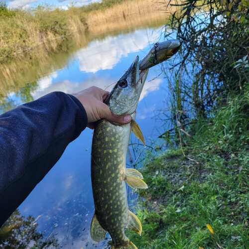Bewertung von Simon für das Produkt Rogue Glider (Sinking) 12 cm / 79 g / Glam Perch
