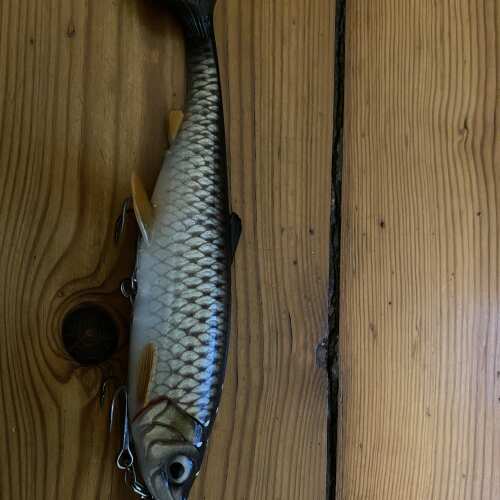 Bewertung von Anonym für das Produkt 3D Herring Shad V2 21.5 cm / 65 g / Bream