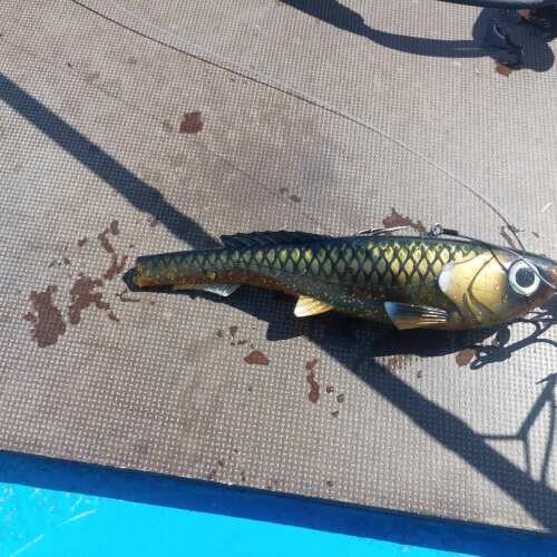 Bewertung von Jens für das Produkt Beast Paddle Tail 21 cm / 94 g / Bream