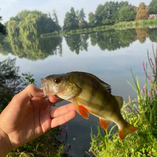 Bewertung von Florian für das Produkt Easy Shiner 3" | 7,2 cm Sexy Shad