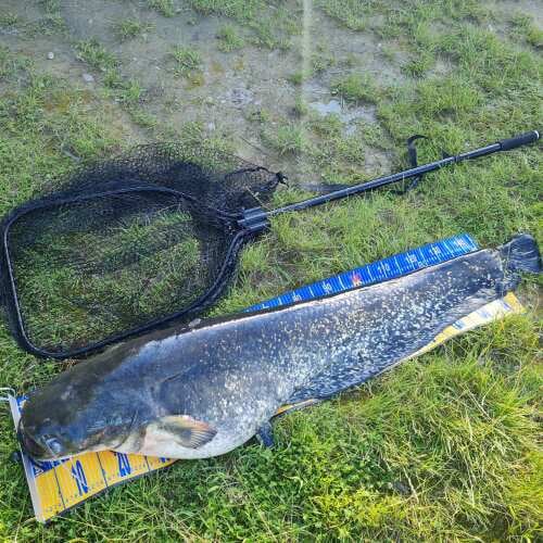 Bewertung von Holger für das Produkt Boat Net Kescher L / 70x55x80 cm